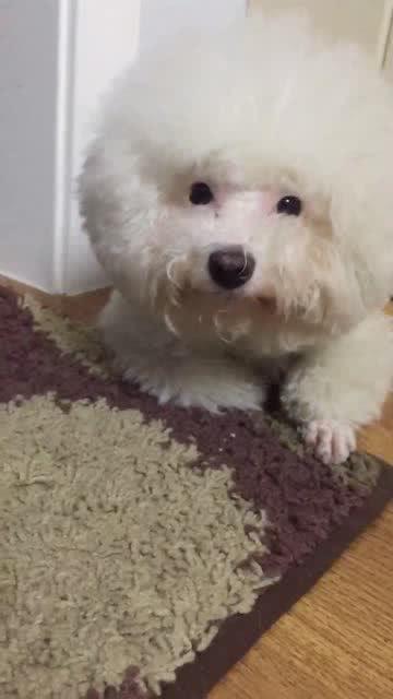 宠物狗的录像怎么录下来