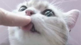飞耳朵宠物猫怎么养