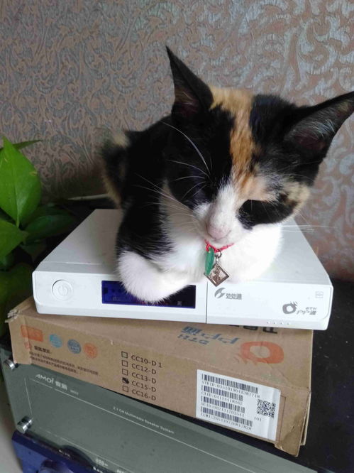 捡宠物猫怎么喂养