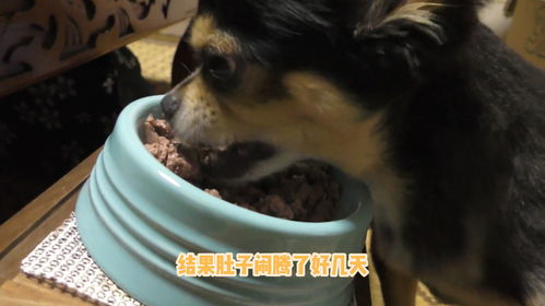 宠物狗肚子咕咕响怎么办