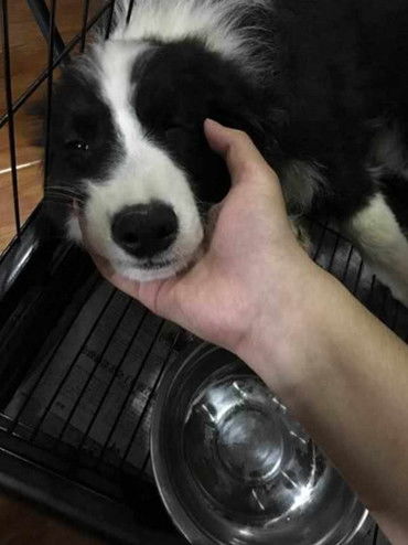 宠物狗挠墙是怎么回事儿
