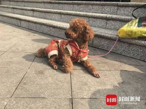 宠物狗怎么带回家坐车呢