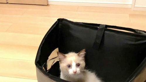 怎么给宠物猫内驱