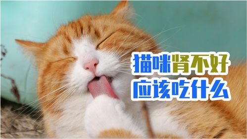 宠物猫应该怎么吃