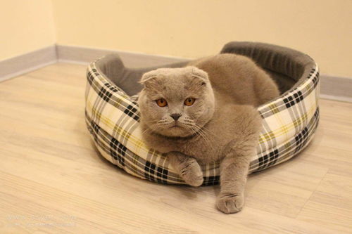 忧郁症宠物猫怎么办啊
