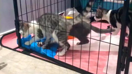 宠物猫越狱怎么样