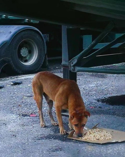 宠物狗在工地看门怎么办