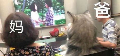 宠物狗回家见父母怎么办
