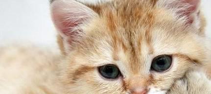宠物猫驱虫怎么打针