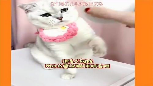 宠物猫毛扎毛球怎么办