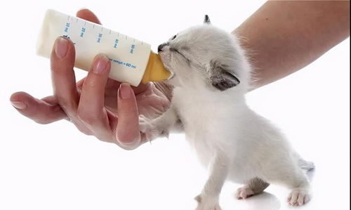 宠物猫羊奶怎么喂