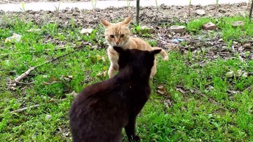 猫打架宠物猫怎么办