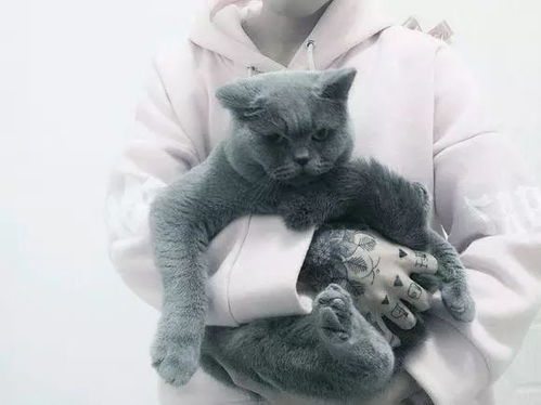 怎么把宠物猫带到国外
