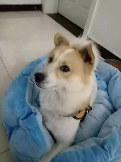 当宠物狗丢了会怎么样呢