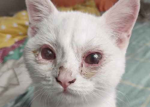 宠物猫怎么检验