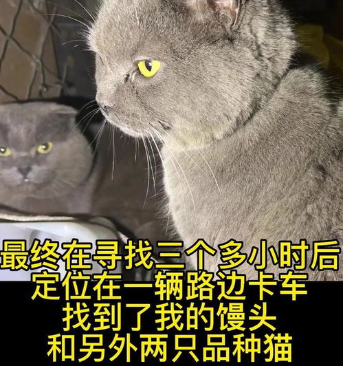 怎么营救宠物猫的人