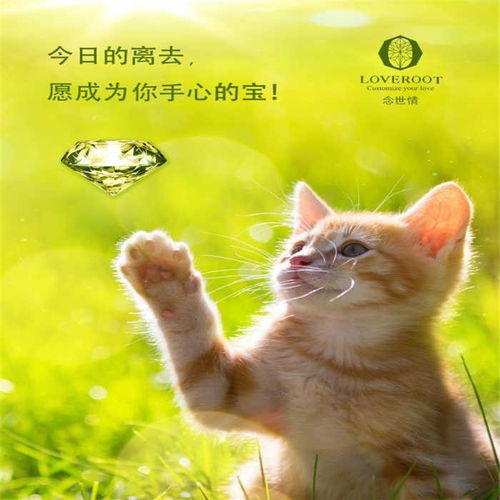 家里怎么火化宠物猫呢