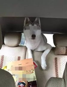 拼车遇到宠物狗怎么办呢