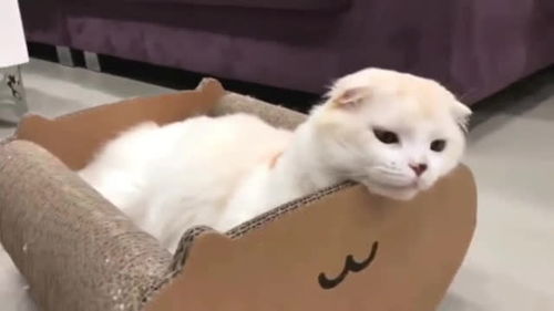 怎么用纸做出宠物猫