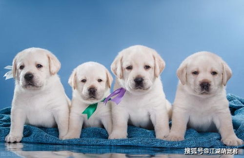 怎么样判断宠物狗的性格