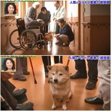 宠物狗确诊痴呆症怎么办