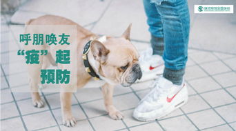 看家宠物狗怎么选养的呢