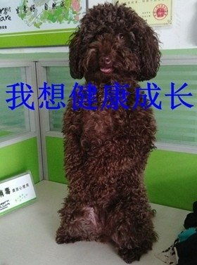 宠物狗吃撑了难受怎么办