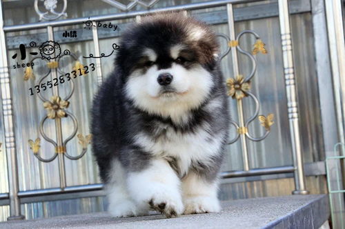 阿拉斯加幼犬多少钱一只