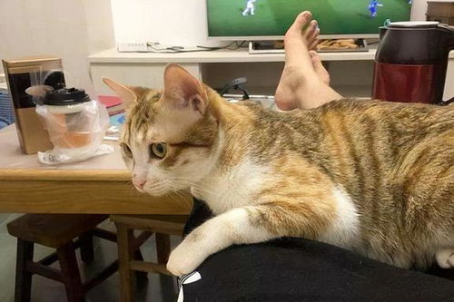 宠物猫怎么识别人