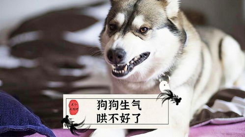 宠物狗生气了怎么哄好它