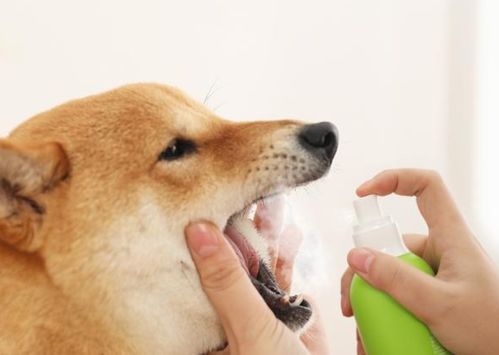 宠物狗口腔溃疡怎么办