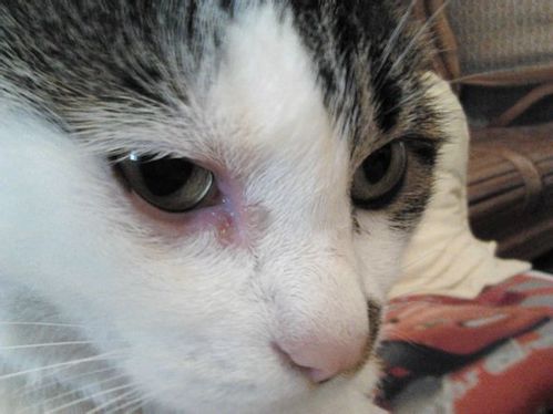 宠物猫流眼泪怎么处理