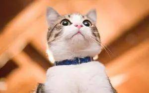 宠物猫怎么降温的