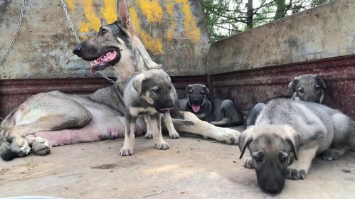 狼青幼犬多少钱一只