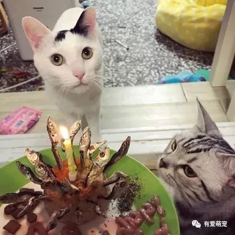 宠物猫怎么过生日