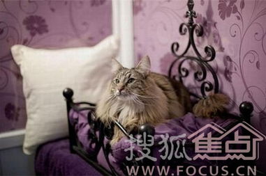 怎么带宠物猫进酒店