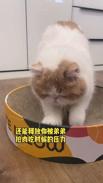 怎么快速抓到宠物猫