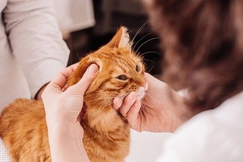 宠物猫打架群殴怎么处理