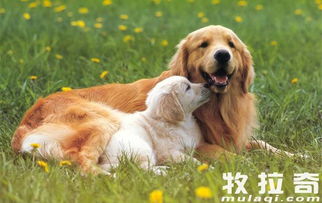宠物狗毛色怎么看年龄段