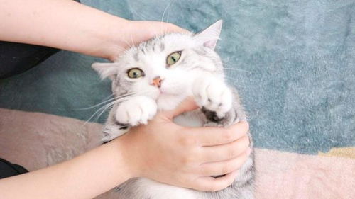 宠物猫癣怎么消毒