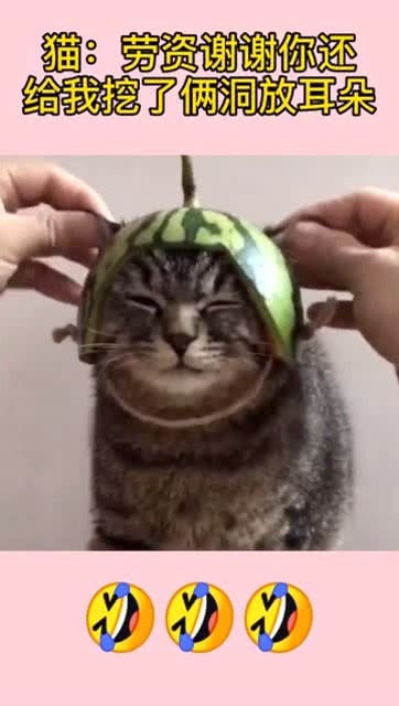 给宠物猫做顶帽子怎么做