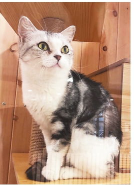 宠物猫繁殖怎么养的