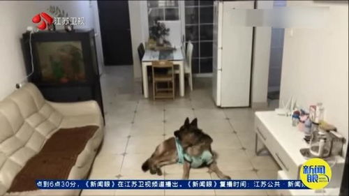 宠物狗能走快递吗怎么寄