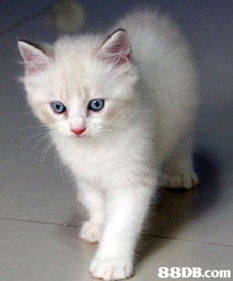 宠物猫怎么带去香港的