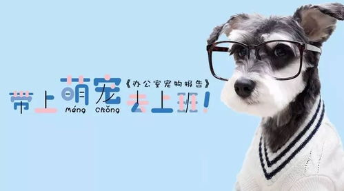 上班都怎么养宠物狗的呢