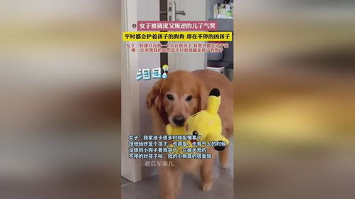 叛逆儿子宠物狗怎么办呢