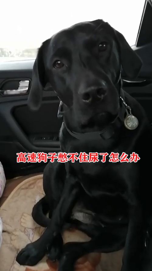 憋不住尿的宠物狗怎么办