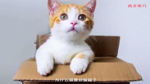 宠物猫怎么制作的