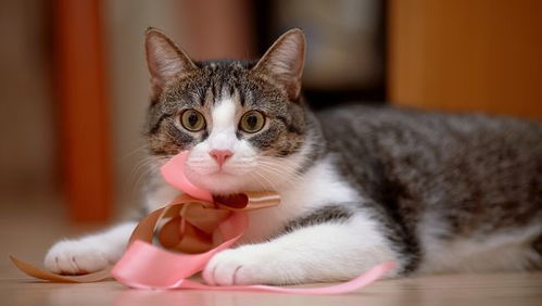 怎么分是不是宠物猫