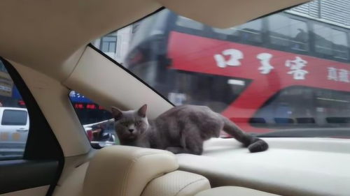 宠物猫被车撞怎么急救的